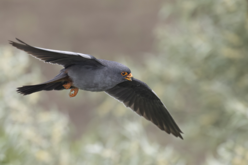 55Rotfussfalke.jpg 55Rotfussfalke.jpg