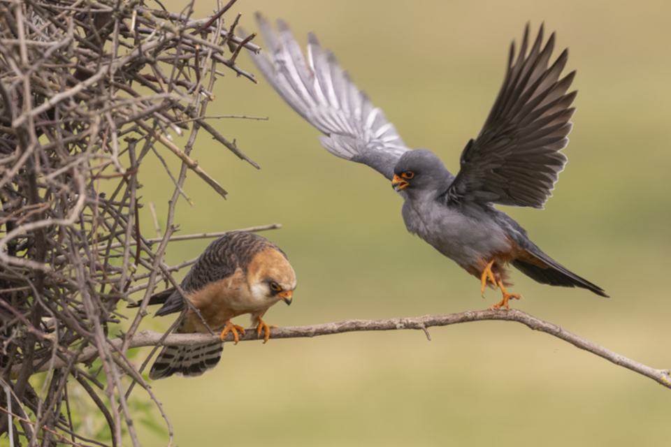 58Rotfussfalke.jpg 58Rotfussfalke.jpg