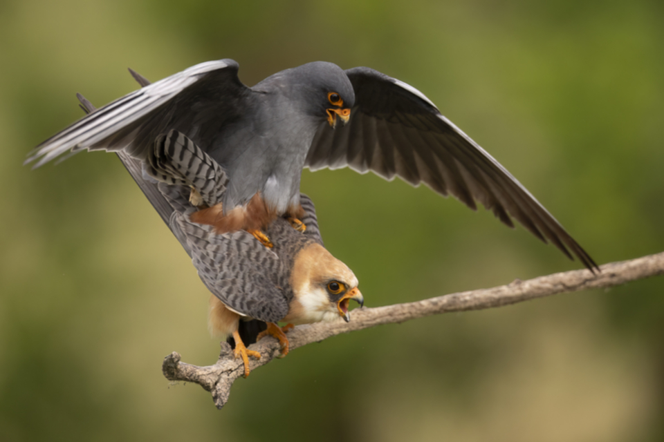 59Rotfussfalke.jpg 59Rotfussfalke.jpg