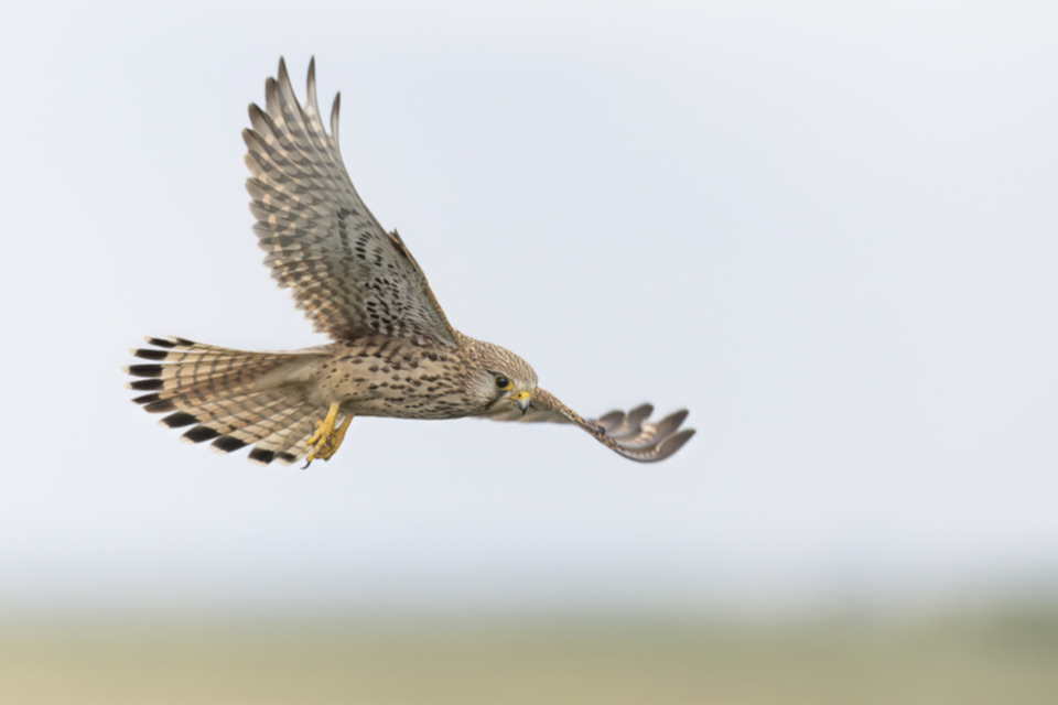 51Turmfalke_1hrbrahi2sw8x.jpg 51Turmfalke_1hrbrahi2sw8x.jpg