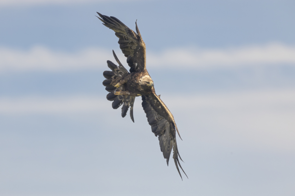 13Steinadler.jpg 13Steinadler.jpg