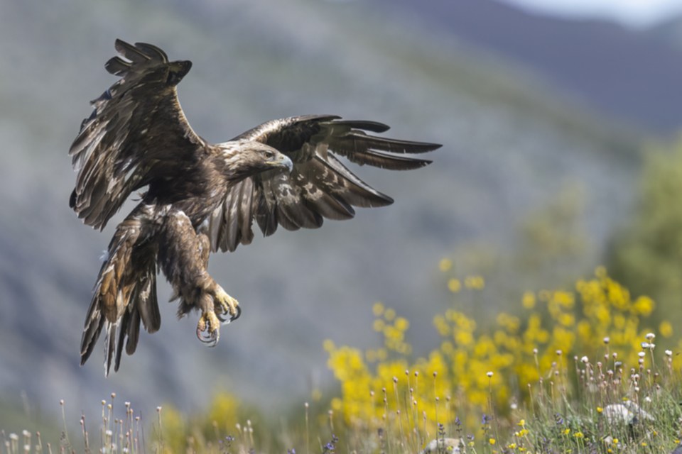 15Steinadler.jpg 15Steinadler.jpg