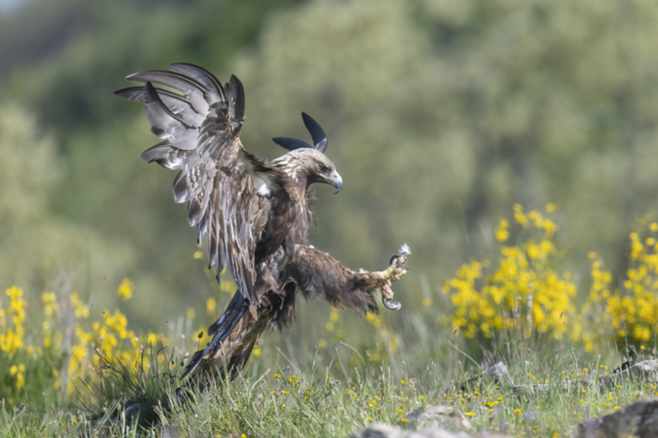 16Steinadler.jpg 16Steinadler.jpg