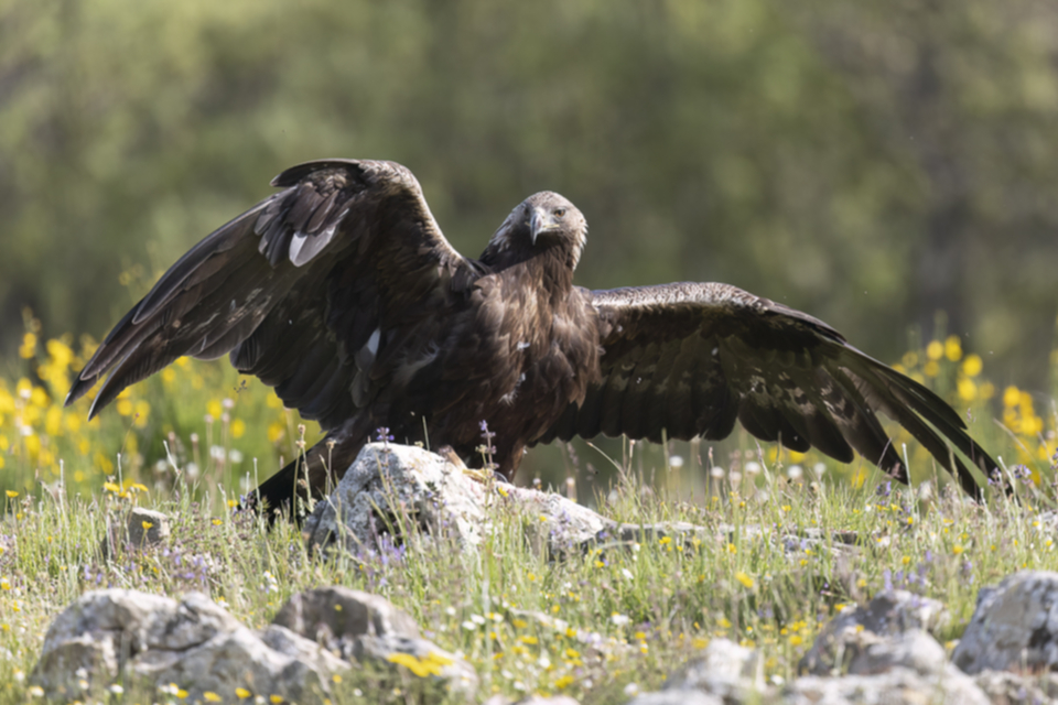 17Steinadler.jpg 17Steinadler.jpg