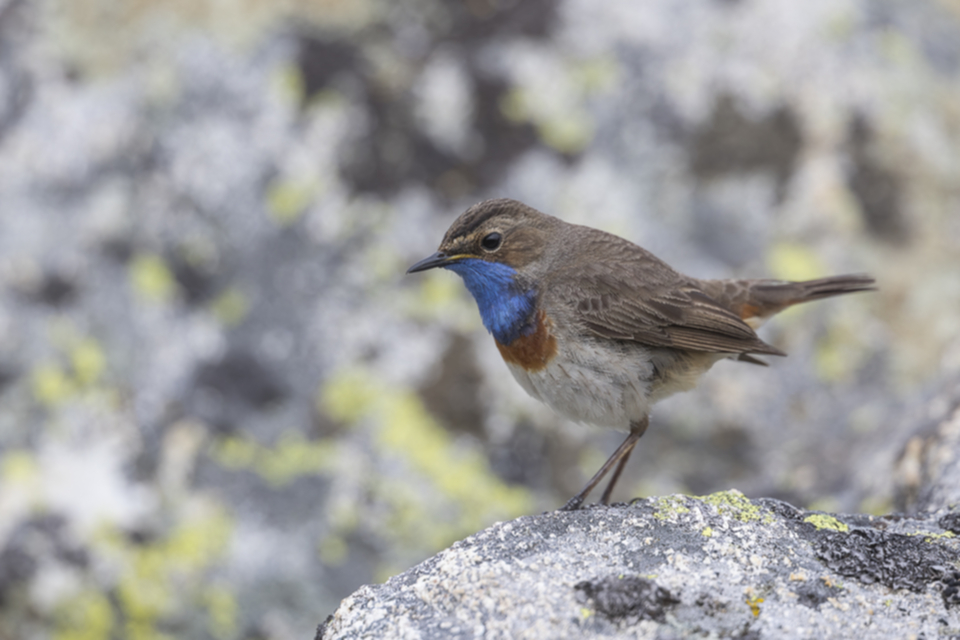 26Blaukehlchen.jpg 26Blaukehlchen.jpg