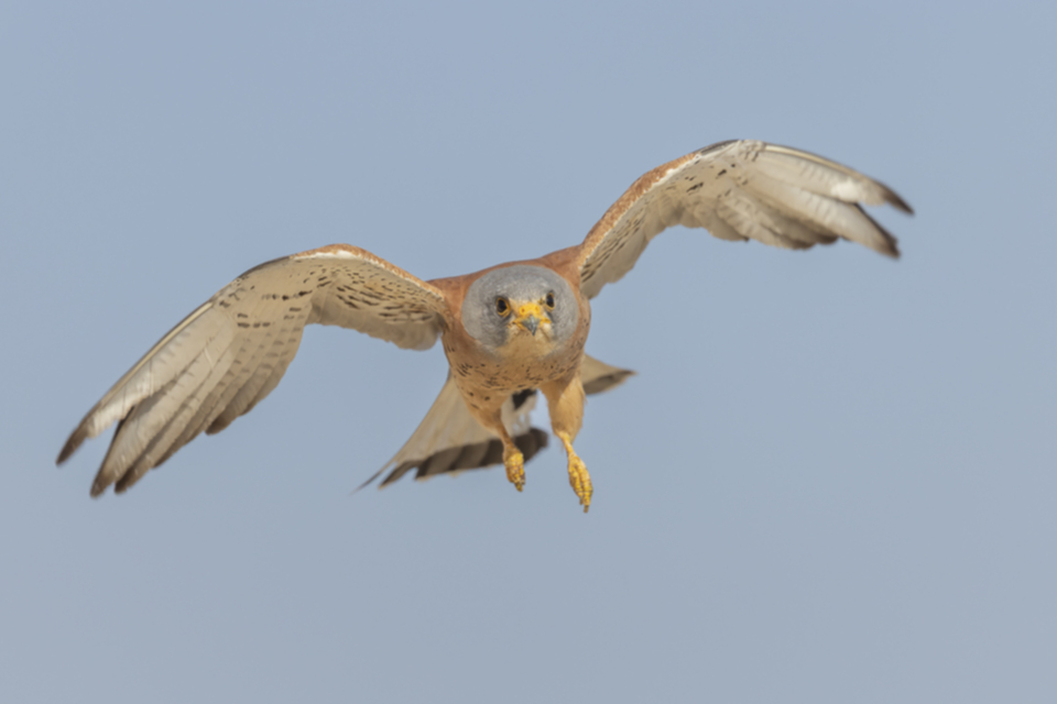 54Roetelfalke.jpg 54Roetelfalke.jpg