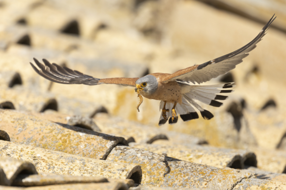 55Roetelfalke.jpg 55Roetelfalke.jpg