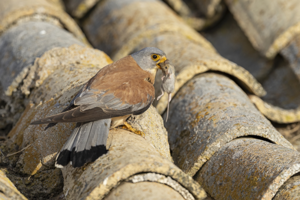 56Roetelfalke.jpg 56Roetelfalke.jpg