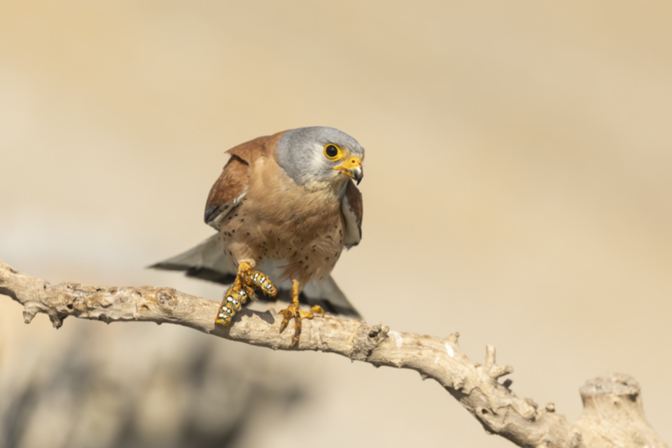 57Roetelfalke.jpg 57Roetelfalke.jpg