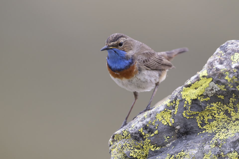 25Blaukehlchen_w2gzr7y7tk2f.jpg 25Blaukehlchen_w2gzr7y7tk2f.jpg