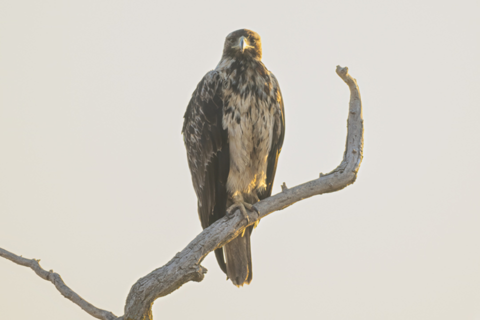 01Spanischer Kaiseradler.jpg 01Spanischer Kaiseradler.jpg