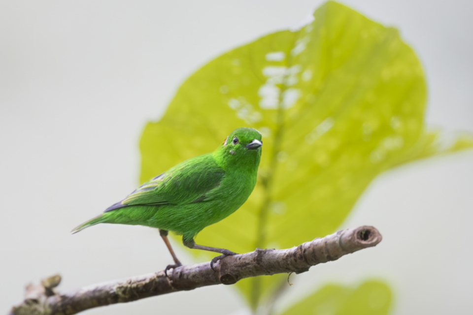 05Glistening-green Tanager.jpg 05Glistening-green Tanager.jpg