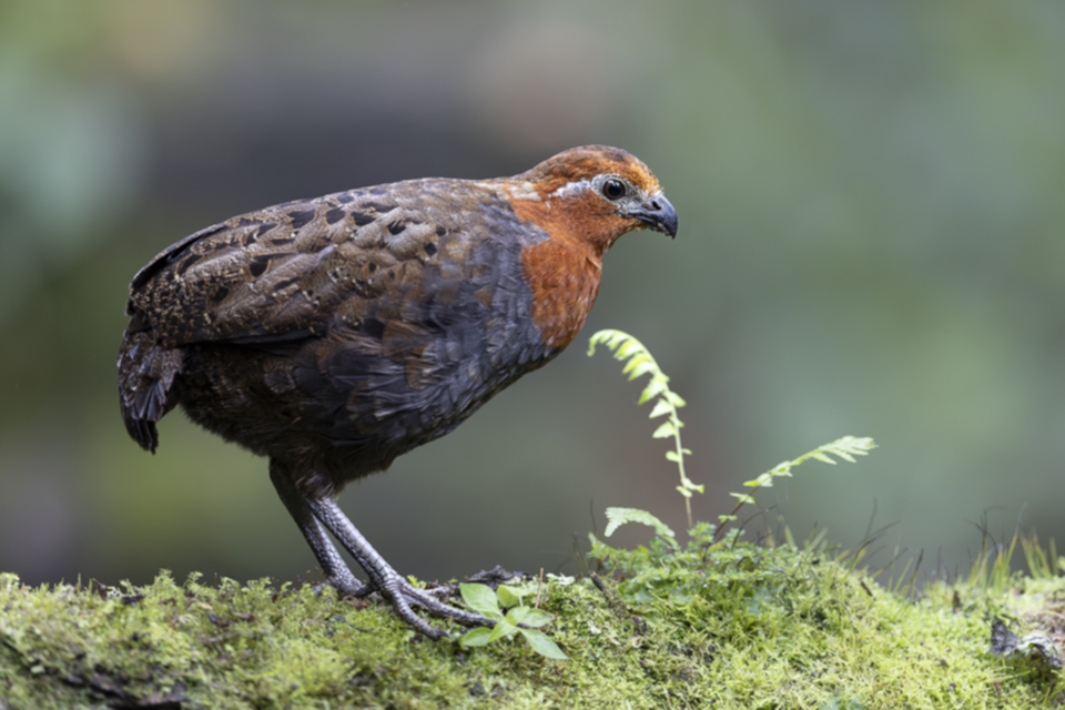 Kastanienwachtel - Chestnut Wood-Quail Kastanienwachtel - Chestnut Wood-Quail