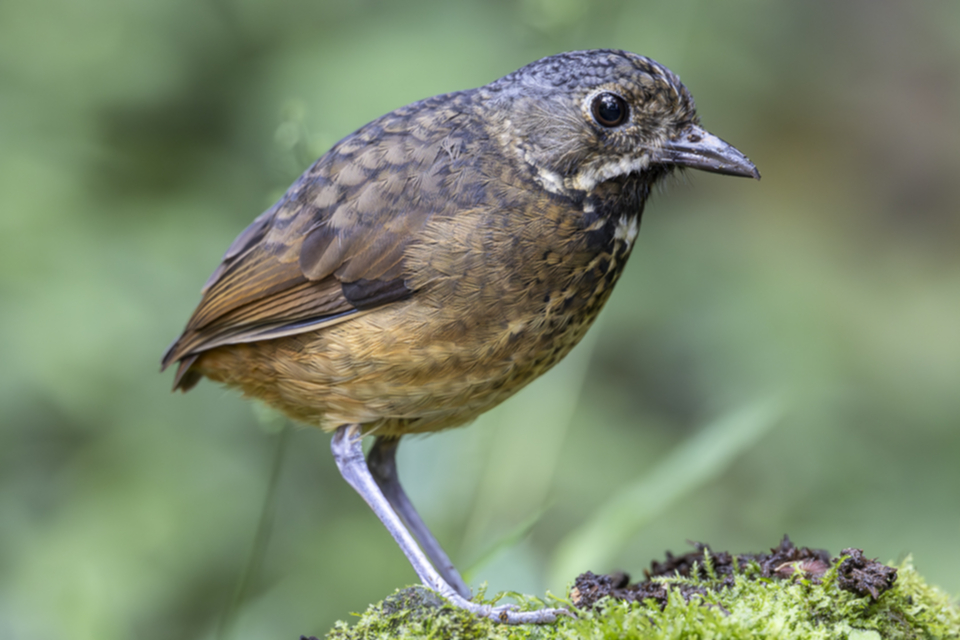Kehlband-Ameisenpitta - Scaled Antpitta Kehlband-Ameisenpitta - Scaled Antpitta