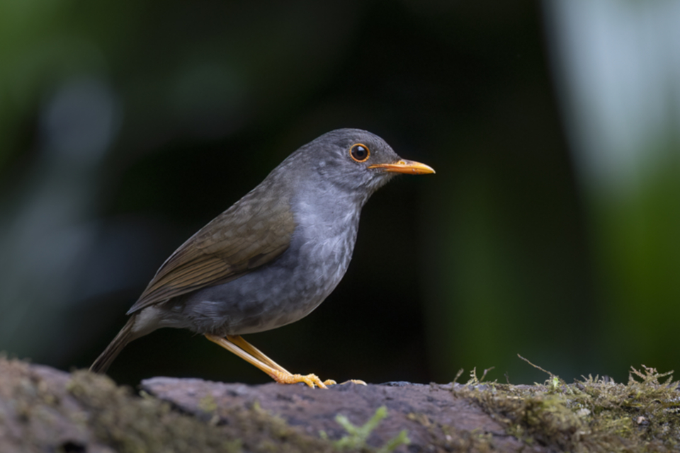 Goldschnabel-Musendrossel - Orange-billed Nightingale-Thrush Goldschnabel-Musendrossel - Orange-billed Nightingale-Thrush