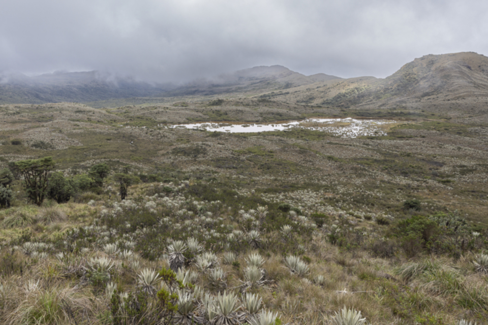 Paramo Paramo