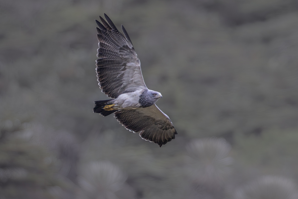 Agula - Black-chested Buzzard-Eagle Agula - Black-chested Buzzard-Eagle