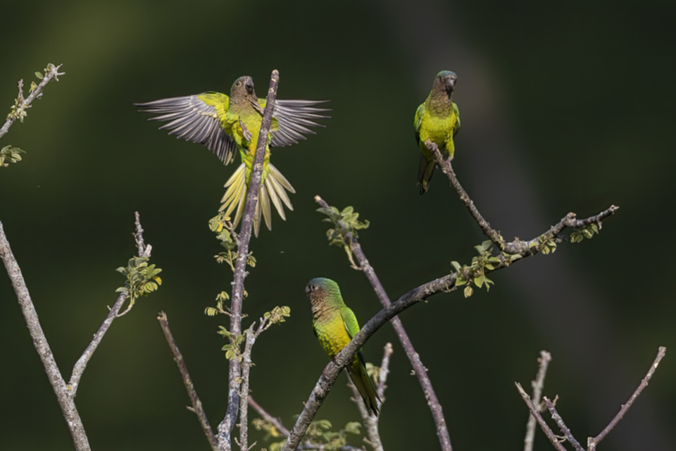 Braunwangen-Sittich - Brown-throated Parakeet Braunwangen-Sittich - Brown-throated Parakeet