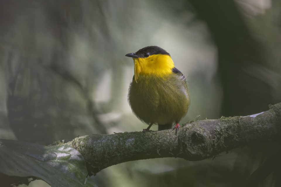 Weissbrustpipra - White-bearded Manakin Weissbrustpipra - White-bearded Manakin