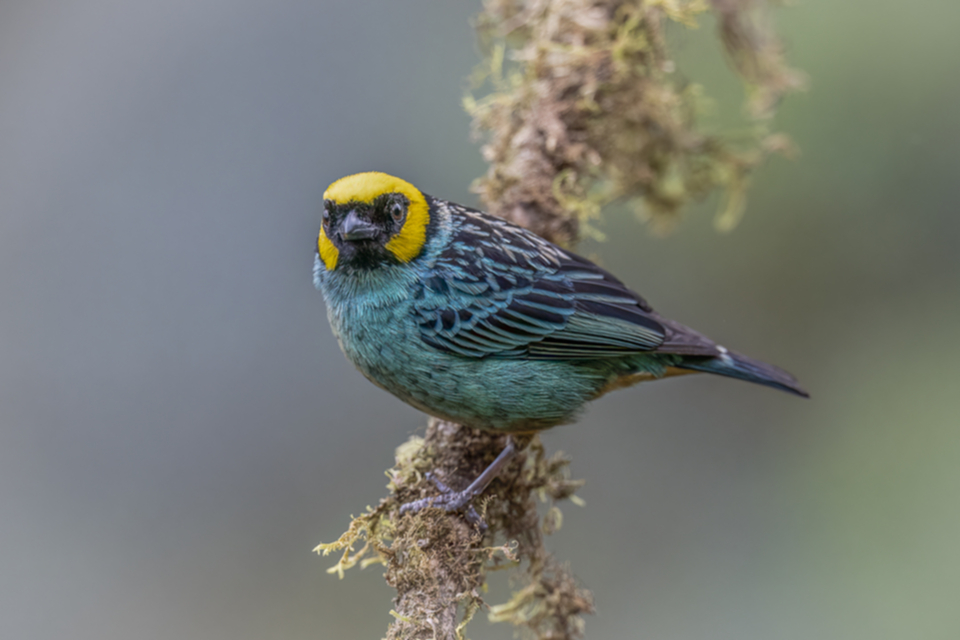 Gelbkopftangare - Saffron-crowned Tanager Gelbkopftangare - Saffron-crowned Tanager