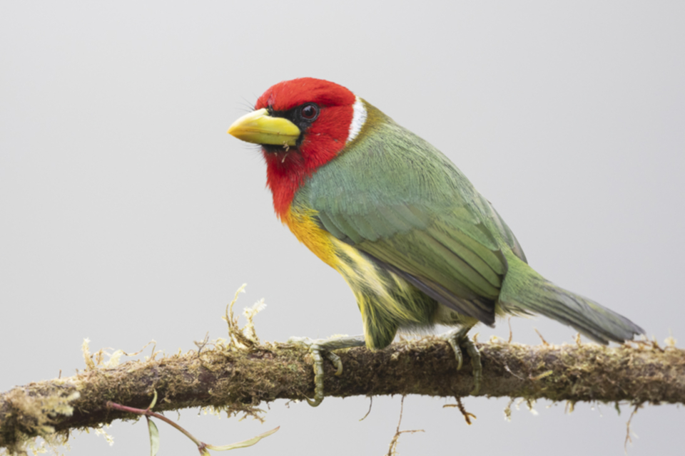 Andenbartvogel - Red-headed Barbet Andenbartvogel - Red-headed Barbet