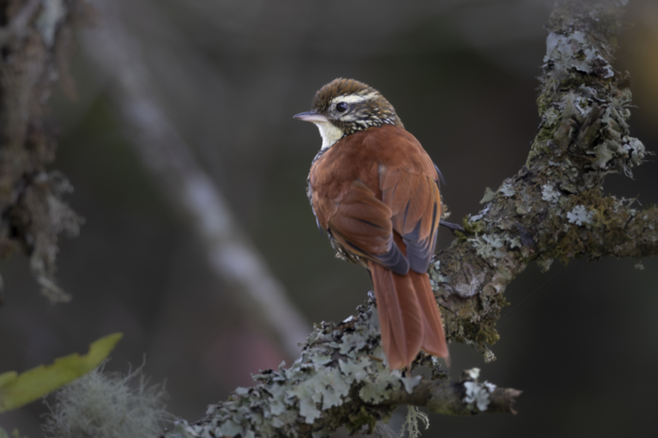 Tropfenbrust-Stachelschwanz - Pearled Treerunner Tropfenbrust-Stachelschwanz - Pearled Treerunner