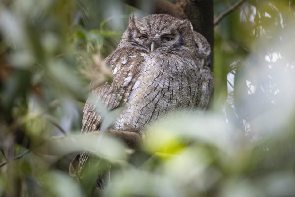 Cholibakreischeule - Tropical Screech-Owl Cholibakreischeule - Tropical Screech-Owl