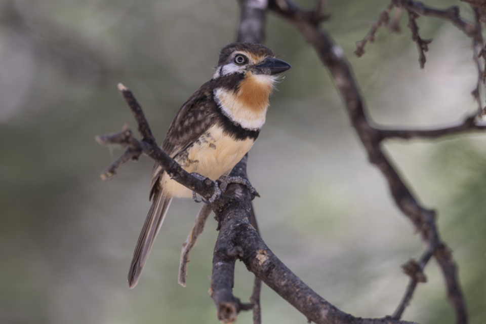 Rostkehl-Faulvogel - Russet-throated Puffbird Rostkehl-Faulvogel - Russet-throated Puffbird