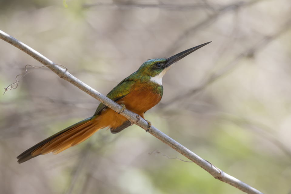 Rotschwanz-Glanzvogel - Rufous-tailed Jacamar Rotschwanz-Glanzvogel - Rufous-tailed Jacamar