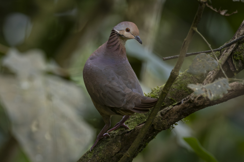 Streifentaube - Lined Quail-Dove Streifentaube - Lined Quail-Dove