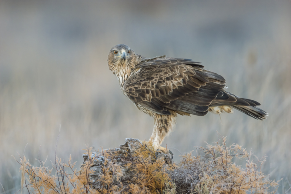 19Habichtsadler.jpg 19Habichtsadler.jpg