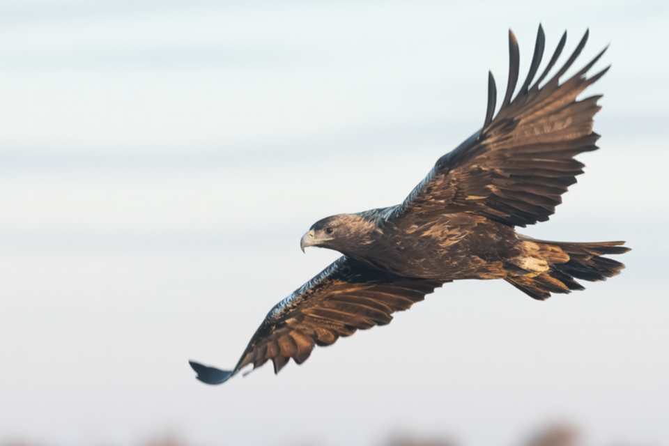 22Iberienadler.jpg 22Iberienadler.jpg