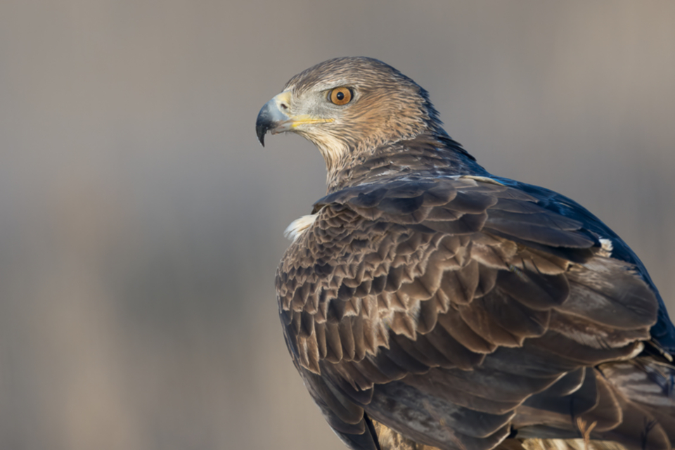 21Habichtsadler.jpg 21Habichtsadler.jpg