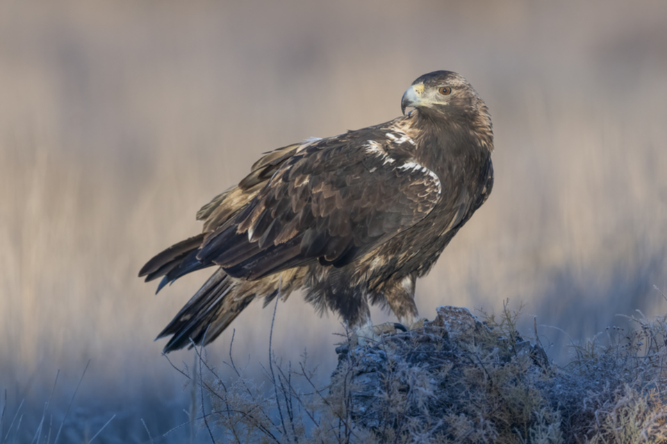 24Iberienadler.jpg 24Iberienadler.jpg