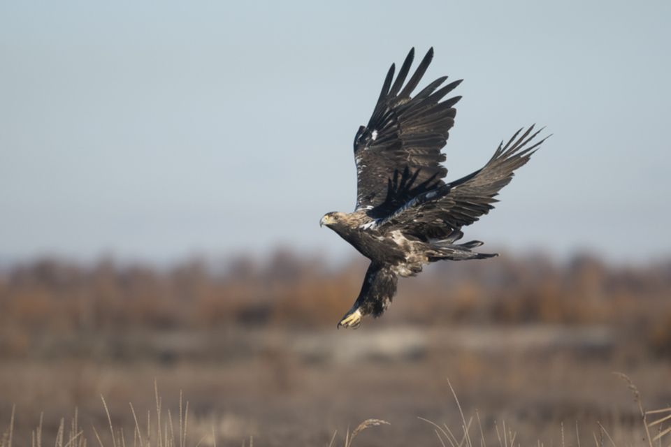 26Iberienadler.jpg 26Iberienadler.jpg