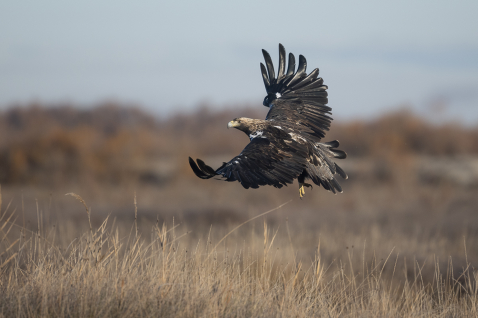 25Iberienadler.jpg 25Iberienadler.jpg