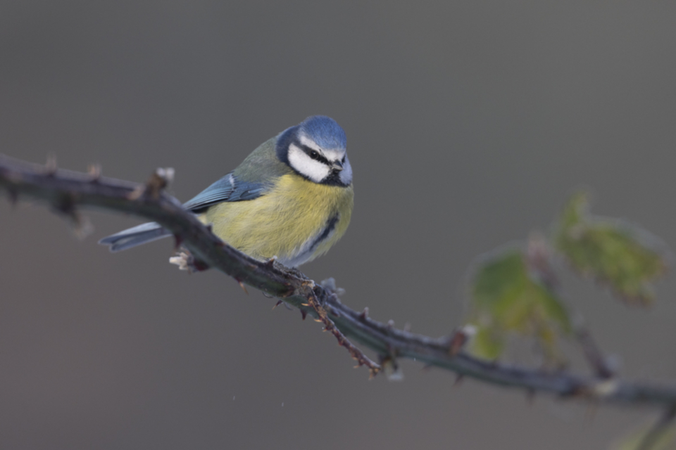 52Blaumeise.jpg 52Blaumeise.jpg