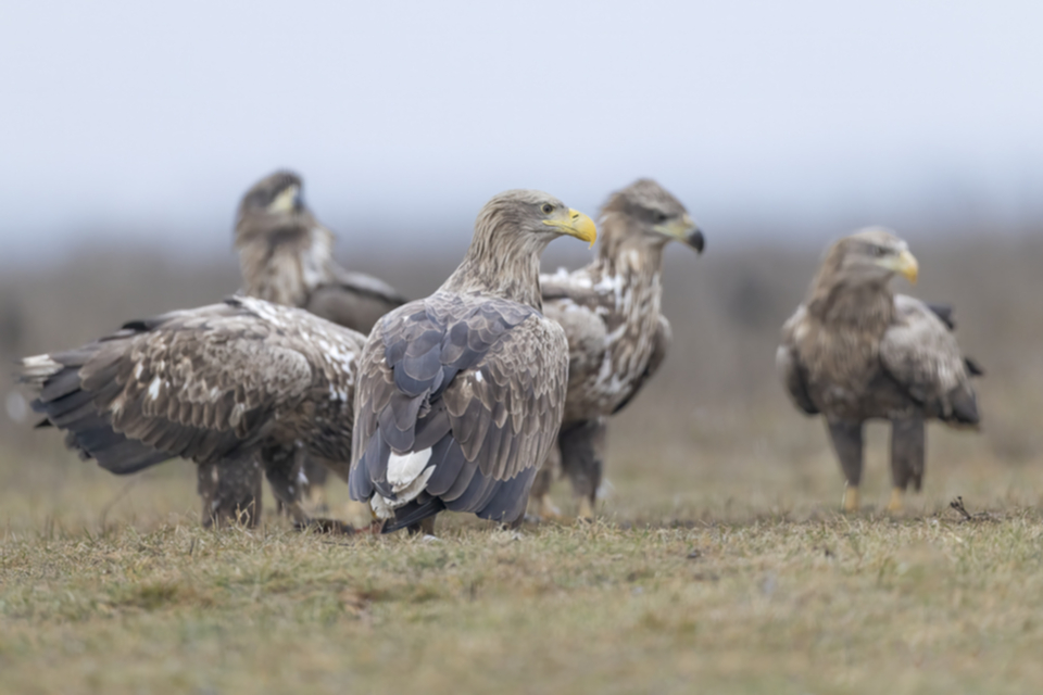 01Seeadler.jpg 01Seeadler.jpg