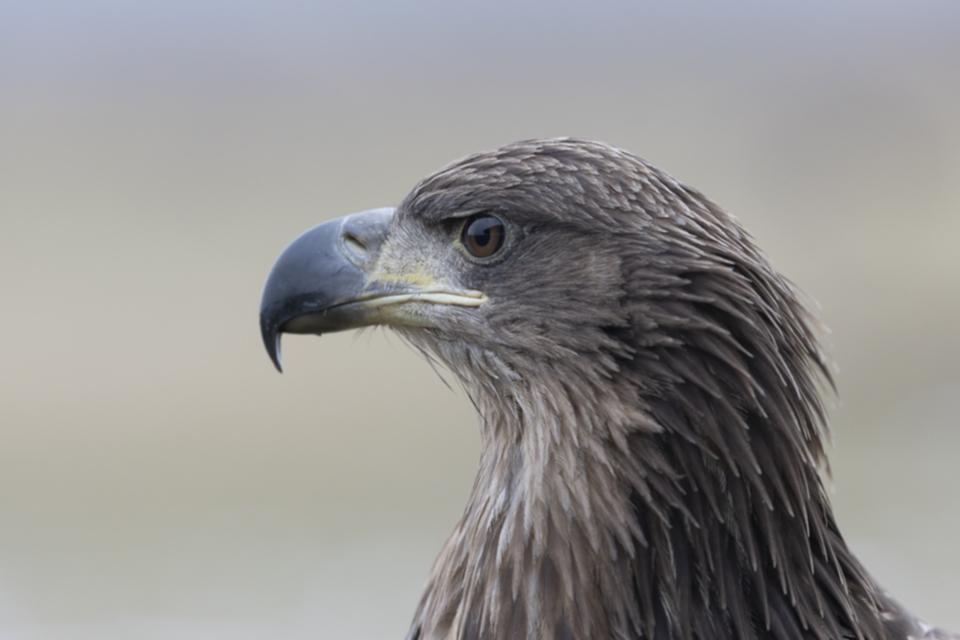 03Seeadler.jpg 03Seeadler.jpg