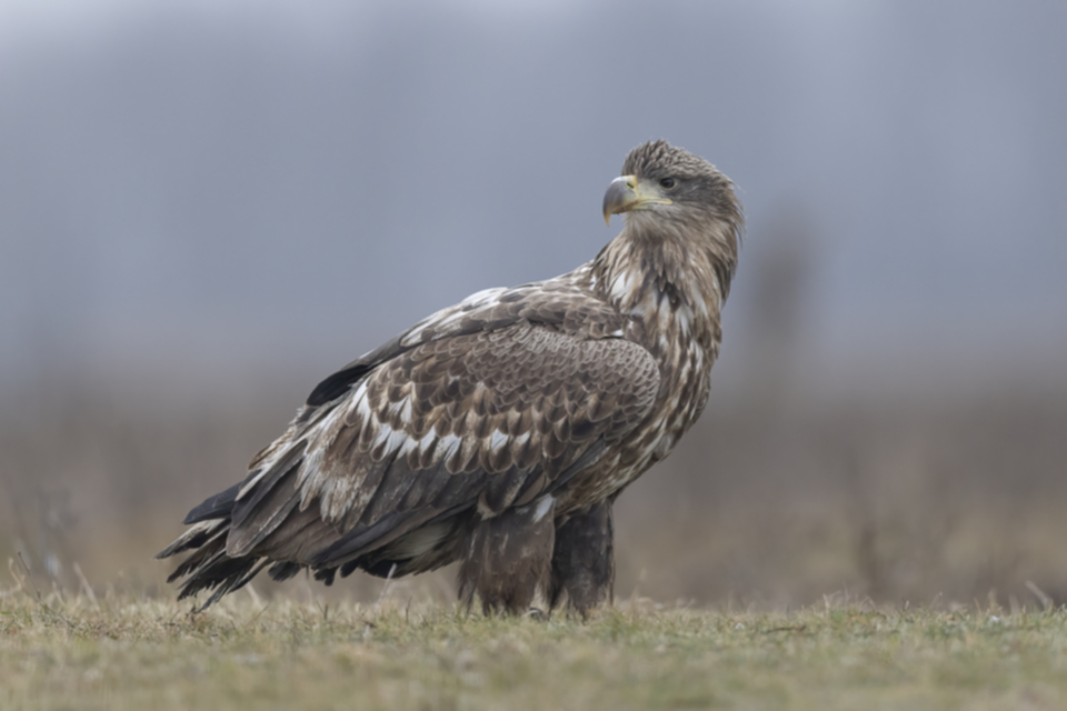 04Seeadler.jpg 04Seeadler.jpg