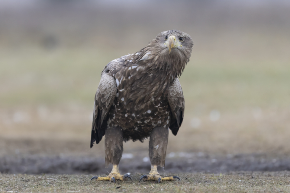 06Seeadler.jpg 06Seeadler.jpg
