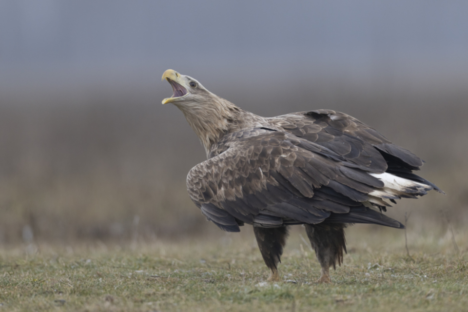 09Seeadler.jpg 09Seeadler.jpg