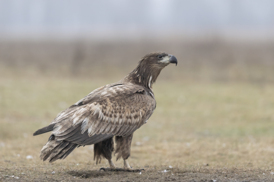02Seeadler_7ylmw7gws9ju.jpg 02Seeadler_7ylmw7gws9ju.jpg