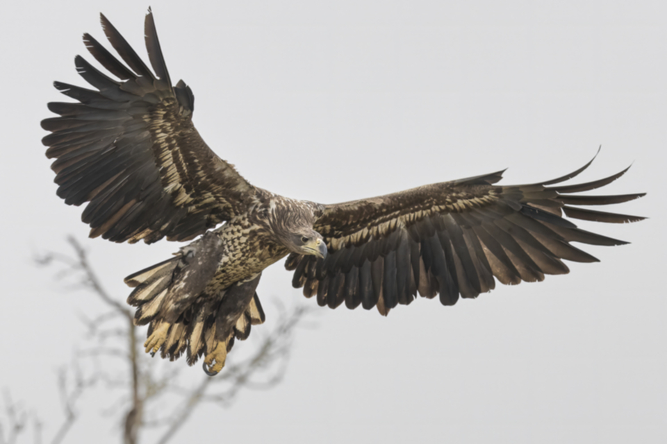 05Seeadler_numxyagx6y9b.jpg 05Seeadler_numxyagx6y9b.jpg