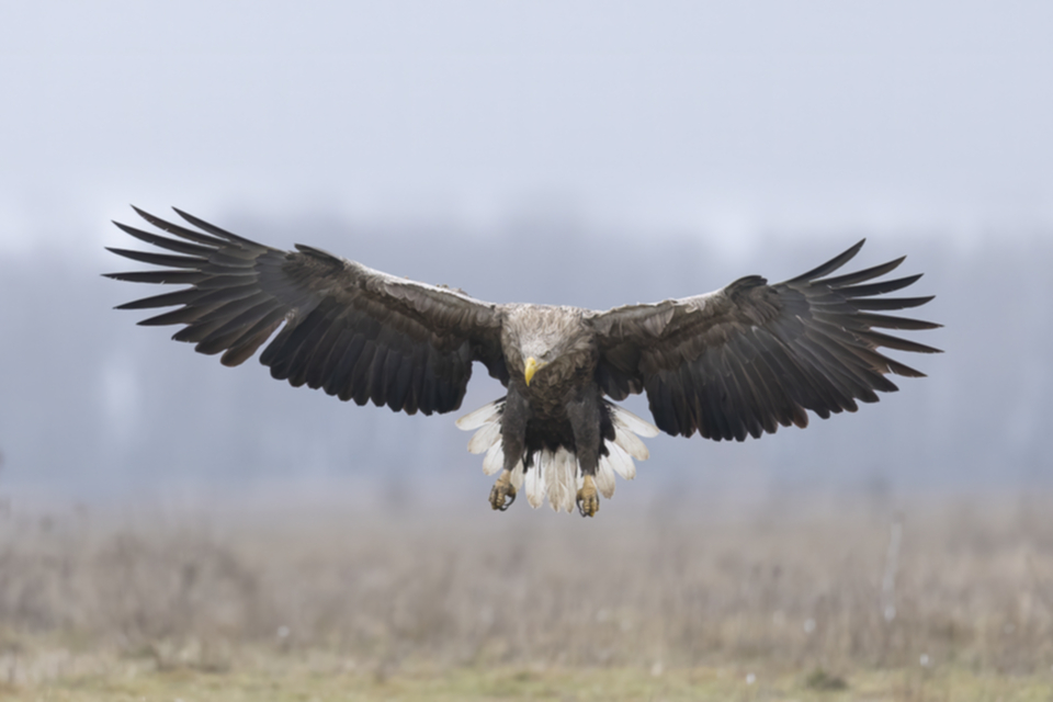 11Seeadler.jpg 11Seeadler.jpg