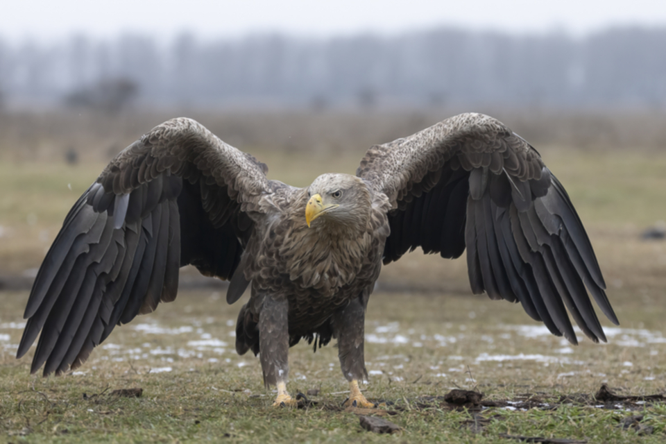 12Seeadler.jpg 12Seeadler.jpg