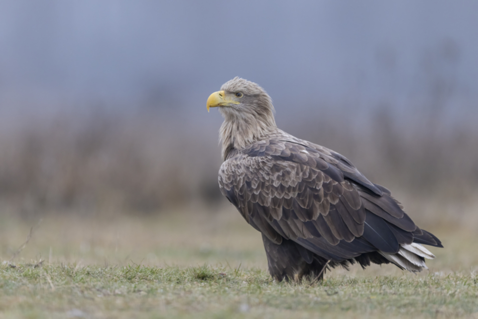13Seeadler.jpg 13Seeadler.jpg