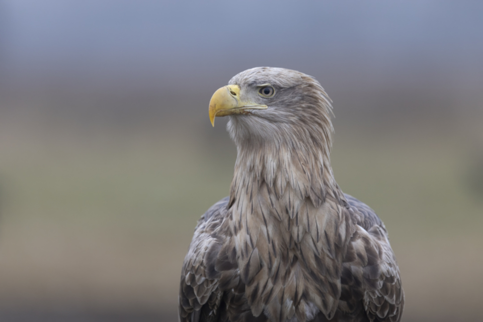 14Seeadler.jpg 14Seeadler.jpg
