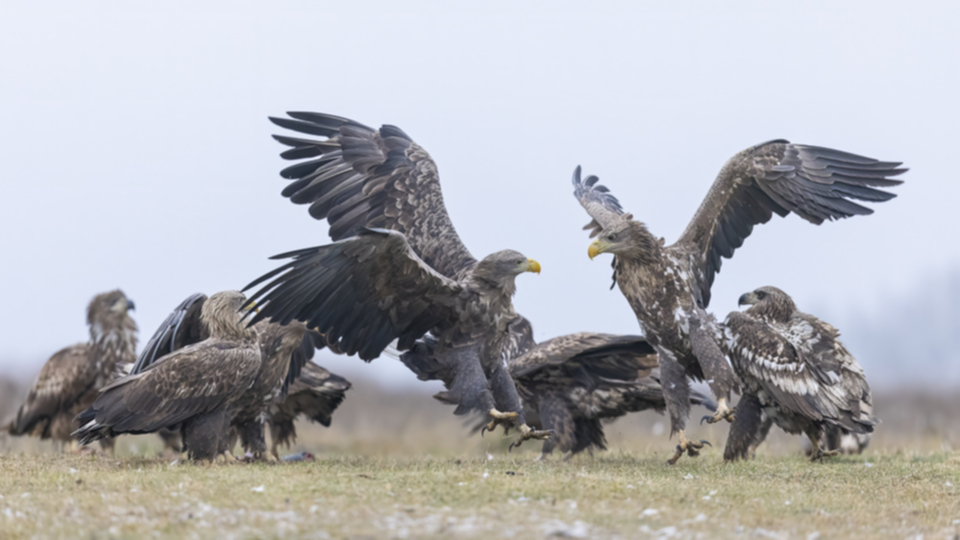 15Seeadler.jpg 15Seeadler.jpg