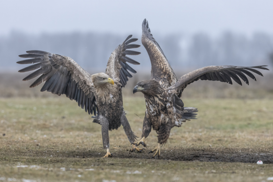 17Seeadler.jpg 17Seeadler.jpg